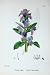 Botany Plant C1902 Common Viper'S-Bugloss Echium Flower