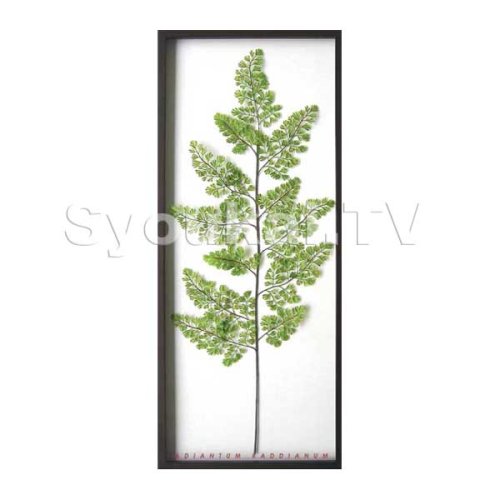 F-style リーフパネル・Adiantum raddianun / アジアンタム　425x1015x30mm 2.8Kg