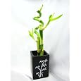 BUY : 9GreenBox - Live Spiral 3 Style Lucky Bamboo Plant Arrangement with Ceramic Vase