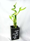 416eRvb8HmL. SL160  9GreenBox   Live Spiral 3 Style Lucky Bamboo Plant Arrangement with Ceramic Vase