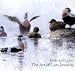 Birds and Light: The Art of Lars Jonsson