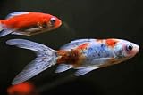 416fR3xR%2BOL. SL160  How Long are Goldfish Lifespan?