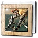 Ringtail - 6 Inch Tile Napkin Holder
