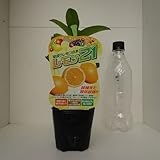 早成り レモンの木 レモン21 9cmポット