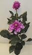 3' Large Dahlia Bush (purple/lavender)
