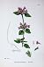 Botany Plants C1902 Wild Basil Calamintha Flowers Herbs