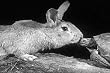 Classic Kid's Movies: The Tortoise and the Hare Aesop's Fables DVD (1947)