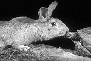 Classic Kid's Movies: The Tortoise and the Hare Aesop's Fables DVD (1947)