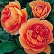 English Rose Bush "Pat Austin"--Five Gallon Container