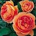 English Rose Bush "Pat Austin"--Five Gallon Container