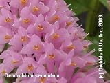 Dendrobium secundum 156