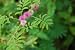 Sensitive Plant (mimosa Pudica) - 72