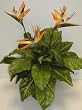 Bird of Paradise & Birds Nest Fern