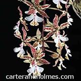 Epidendrum stamfordianum