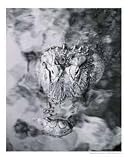 Florida Gator Photographic Poster Print by Wayne Lundy, 8x10