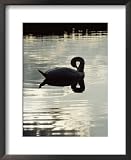 A Mute Swan Preens on Mirrored Waters Photography Framed Art Poster Print by Mattias Klum, 18x22