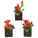 Cymbidium Orchids in Cubes Set of 3