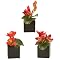Cymbidium Orchids in Cubes Set of 3