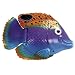 Rainbow Reef Fish