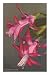 Epiphyllum, Christmas Cactus Flower Premium Poster Print, 12x18