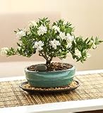 Gardenia Bonsai