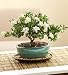 Gardenia Bonsai