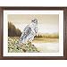 Gyre Falcon