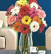 Send Fresh Cut Flowers - 70 Assorted Gerber Daisies