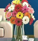 Send Fresh Cut Flowers - 70 Assorted Gerber Daisies