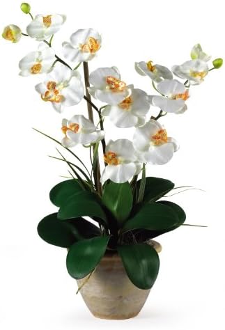 New Double Stem Phalaenopsis Silk Orchid Arrangement Cream