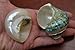 2 Pcs Pearl and Green Banded Jade Turbo Shell Hermit Crab 2 1/2