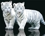 White Tiger Cubs - Mini Poster - 50x40cm - Art247 Poster Print