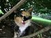 A Calico Cat Hisses a Warning Photographic Poster Print, 24x18