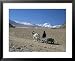 Farmer Going Home Near Tingri, Cho Oyu and Himalayas in Distance, Tibetan Plateau, Tibet, China People Framed Art Poster Print by Tony Waltham, 31x25