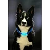 Eigenschaften Leuchtie  / LEUCHTIE 52,5 cm blau superheller Hunde-Leucht-Halsring - Zwischengröße