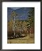 Autumn Foliage, Targhee National Forest, Palisades, Idaho National Geographic Collect...