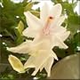 Hirt's White Christmas Cactus Plant -Zygocactus - 6" Hanging Basket
