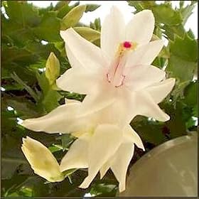 White Christmas Cactus Plant Zygocactus in 6 Inch Pot