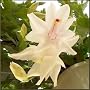 White Christmas Cactus Plant Zygocactus in 6 Inch Pot