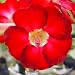 9GreenBox - Adenium Desert Whirl Wind House Plant Bonsai