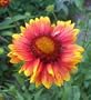 Blanket Flower Seeds - 150 Seeds