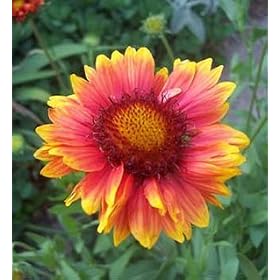 Blanket Flower Seeds - Gaillardia aristata - 100 Seeds + *FREE SEEDS* by 