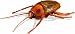 Uncle Milton Radio Control Roach