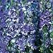 Grow Your Secret Garden Delphinium Sublime Bicolour 60 Seeds