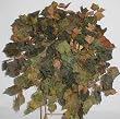 Large Earth Tone Grape Ivy Ledge Garden