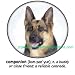 German Shepherd Companion Adult Sweatshirt