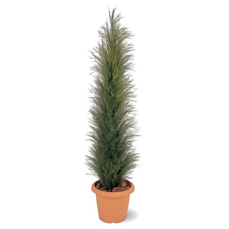 【人工植物】シーコーストツリー　オータム1.5m