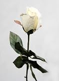 from JustArtificial Artificial Silk Rose Single Stem - 56cm, Cream