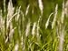 Pennisetum Grasses Spread by Rhizomes or Stolons to Form Clumps Photographic Poster Print by Jason Edwards, 18x24