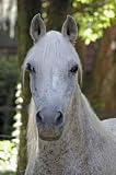 Arabian Horse Head - 24